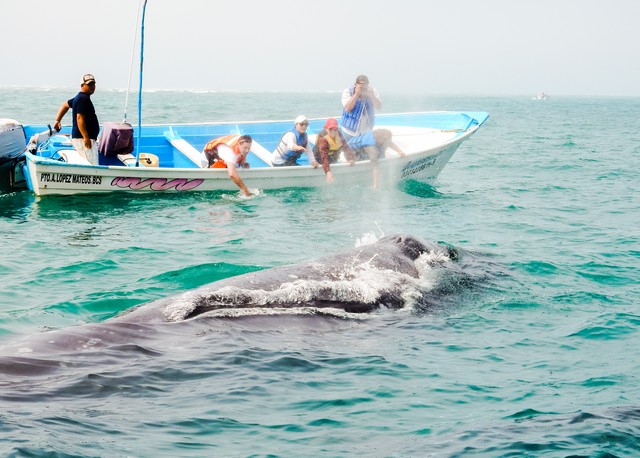 Un-Cruise Adventures included whale watching excursion in Magdalena Bay