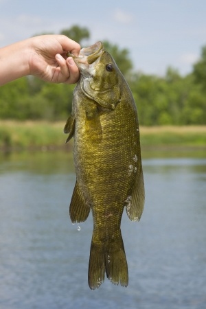 Best Bass Fishing Lakes In Michigan