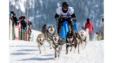 International Dog-Sledding Race in Gadmen. Photo Courtesy of Switzerland Tourism.