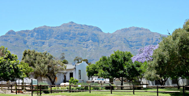 Stellenbosch in South Africa by Jill Hoelting