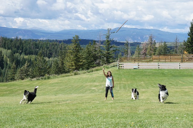 Jada playing with the border collies at Echo Valley Ranch