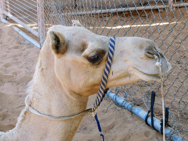 Camel in Abu Dhabi