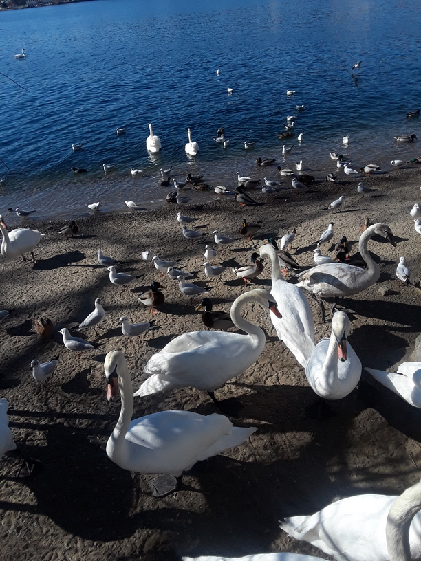 Lakeside swans galore 