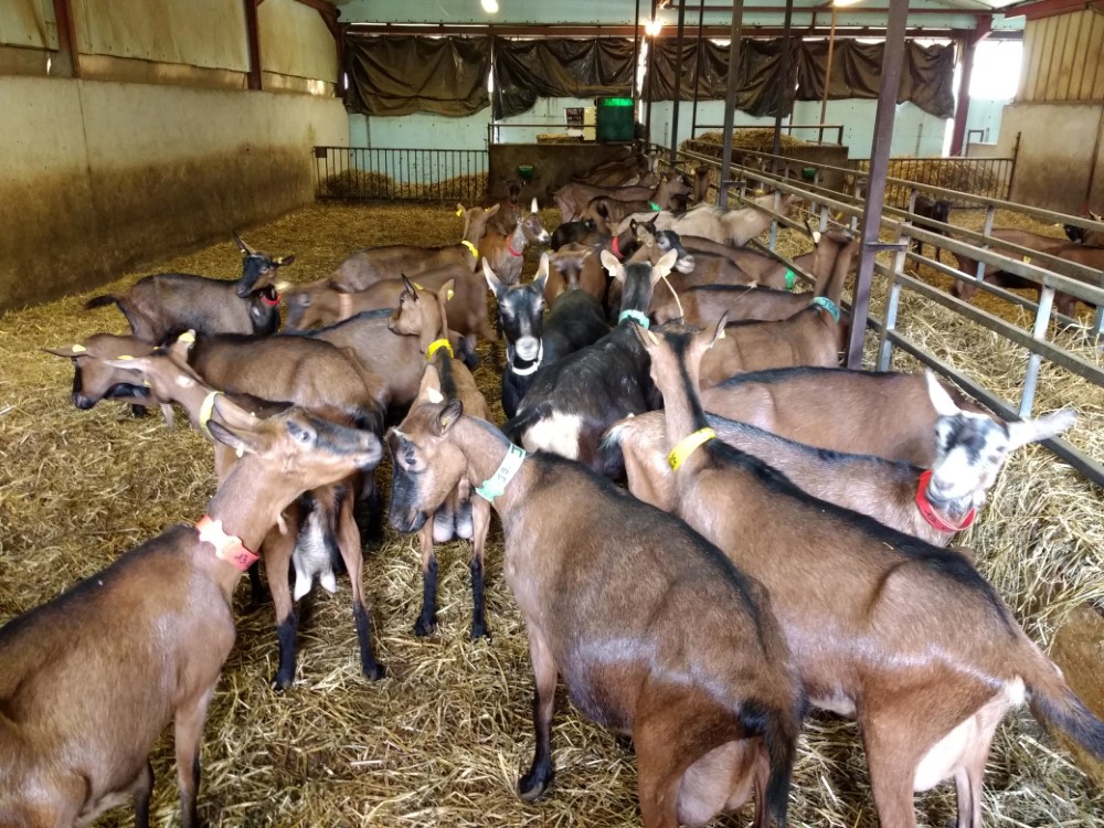 Goat Farm Excursion