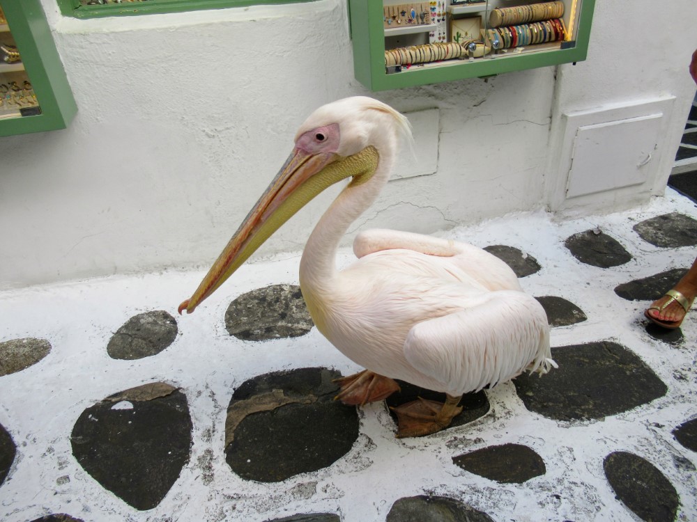 Petros the Pelican - Mascot of Mykonos